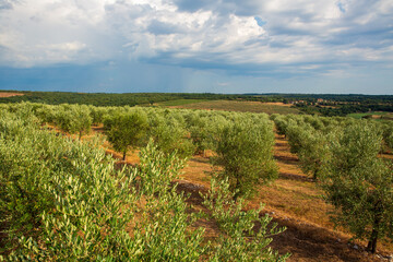 Obraz premium Olive tree field with blue sky and white clouds