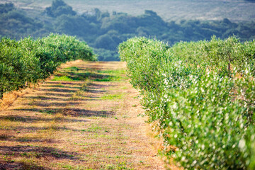 Fototapeta na wymiar Olive tree field and path between