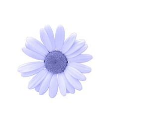 Fototapeta premium chamomile isolated on white background