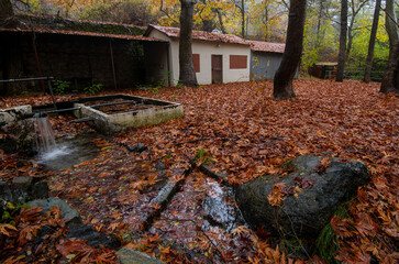 Abandoned house in the forest in autumn with yellow maple leaves in the ground