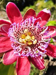 red and yellow flower