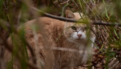 Feral cat