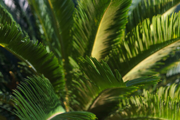 Obraz na płótnie Canvas Pattern of palm leaves. Closeup nature view of green leaf and palms background. Tropical leaf.Tropical palm leaves. Floral pattern background. Turkey. Tropical palm leaf nature background.