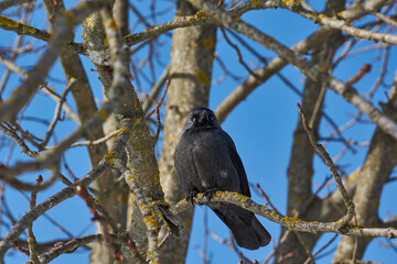 A jackdaw is sitting on a chestnut branch. Winter.