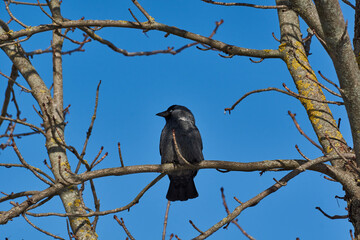A jackdaw is sitting on a chestnut branch. Winter.
