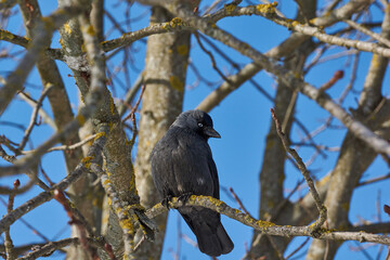 A jackdaw is sitting on a chestnut branch. Winter.