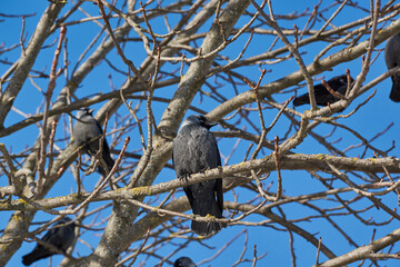 A jackdaw is sitting on a chestnut branch. Winter.