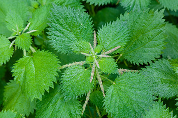 Detailed close up image of stinging nettles