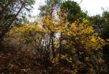 Maple leaves on a tree branch in autumn. Fall season in a forest.