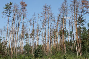 dead trees in the forest