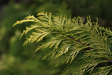 Evergreen coniferous tree. Cypress family. Green branches of Thuja . Beautiful green screensaver on your desktop. Blurred background. Young twigs of evergreen .Branches of thuja