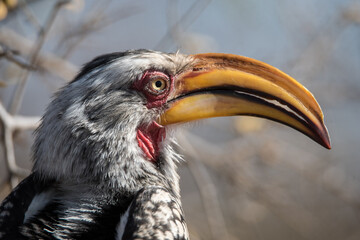 Male Yellow-billed Hornbill in Kruger Nationalpark, South Africa (Tockus leucomaelas)