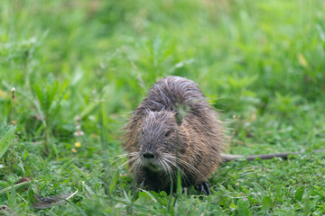 The nutria (Myocastor coypus), also known as the coypu