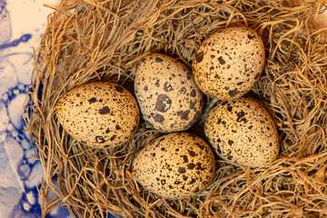 Naklejka na ściany i meble Quail eggs in a nest