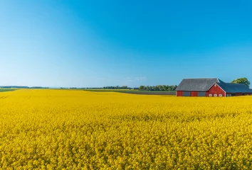Photo sur Aluminium Bleu A rapeseed field in Sweden during late spring 