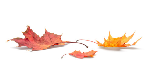autumn leaves on white background. with shadows, clipping path  for isolation without shadows on white