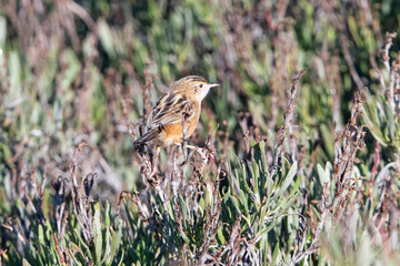 Zitting Cisticola (Cisticola juncidis)  ria formosa Portugal.