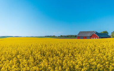 A rapeseed field in Sweden during late spring	