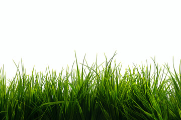 green grass on white background