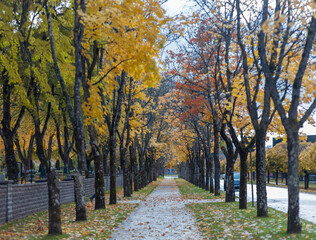 Promenade path by the Prostsjö lake in Värnamo, Sweden during the Autumn season