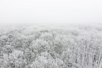 Winter forest covered with snow and frost, aerial landscape