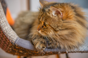 a shaggy gray fluffy cat is lying on a chair. High quality photo