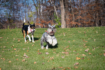 two dogs chasing on grass in sunshine. schnauzer and beagle mix dogs running toward the camera. copy space
