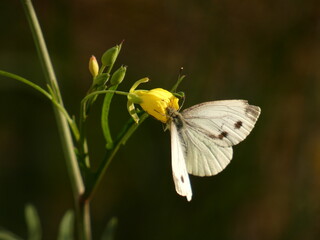 Large white butterfly (Pieris brassicae) - cabbage buttefly on yellow flower