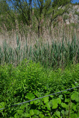 tall grasses in a green over grown swamp