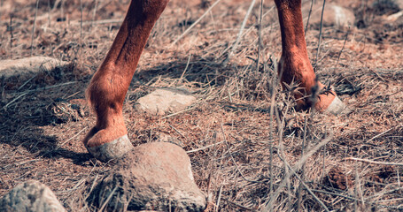 Legs of a horse