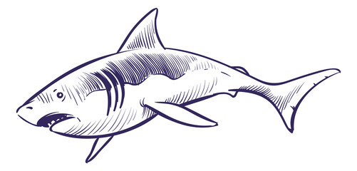 Shark in hand drawn style. Ocean predator sketch