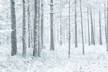 A cold winter morning