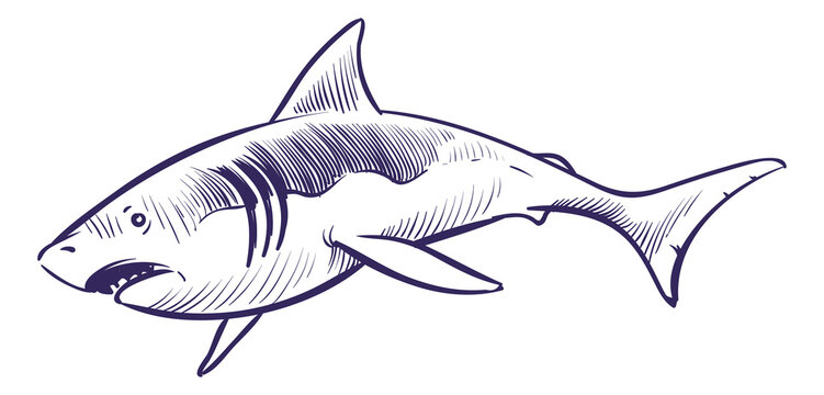 Shark Top View Stock Illustrations – 139 Shark Top View Stock  Illustrations, Vectors & Clipart - Dreamstime