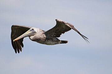 fliegender Pelikan