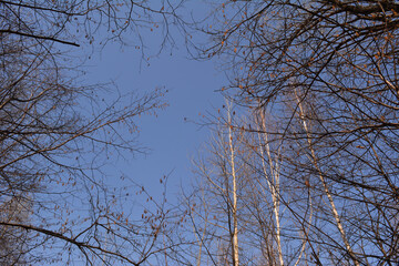 Thin twigs of birch and linden form a graceful frame against the backdrop of a sunny blue sky.