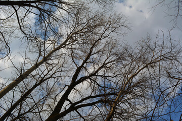 Crowns of tall bare trees against a backdrop of sunlit clouds against a blue sky. Premonition of spring.