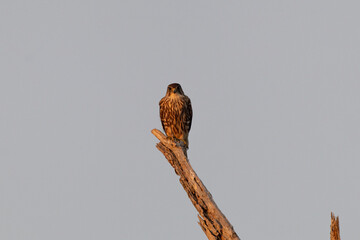 A merlin perched in a tree during golden hour