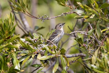 Yellow rumped warbler foraging for some berries