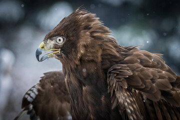 Side shot of a harlan's hawk.