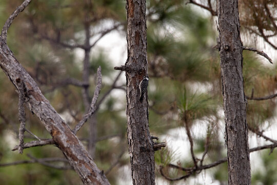 Endangered red-cockaded woodpecker on the side of a pine tree