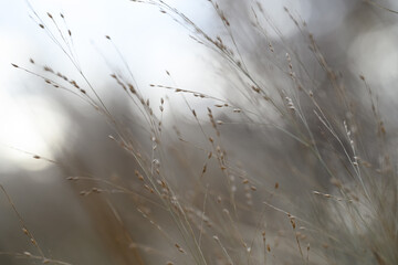 tall grasses blowing in the wind on an autumn morning
