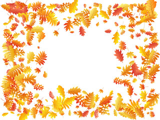 Oak, maple, wild ash rowan leaves vector, autumn foliage on white background.