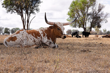 Texas longhorn cattle with enormous horns resting amongst trees in a dry paddock with copy space.