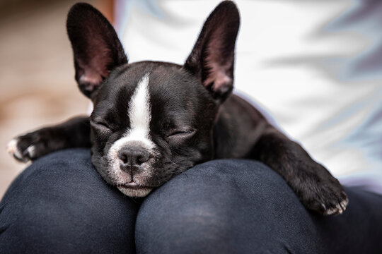 French Bulldog Puppy Sleeping on Lap