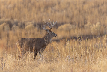 Buck Whitetail Deer During the Rut in Colorado in Autumn