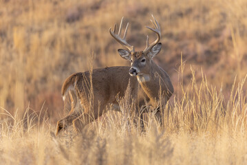 Naklejka na ściany i meble Buck Whitetail Deer During the Rut in Colorado in Autumn