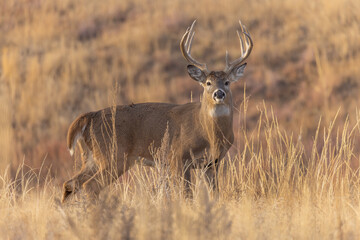 Naklejka na ściany i meble Buck Whitetail Deer During the Rut in Colorado in Autumn