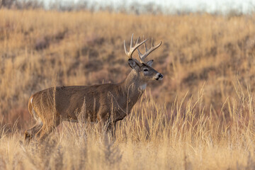 Buck Whitetail Deer During the Rut in Colorado in Autumn