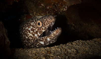 Fototapeta premium A Spotted Moray (Gymnothorax moringa - Muraeidae) looks out from its hole on the reef off the Dutch Caribbean island of Sint Maarten