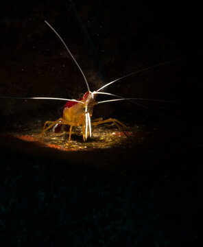 Scarlet-striped cleaning shrimp (Lysmata grabhami)on the reef off the Dutch Caribbean island off Sint Maarten